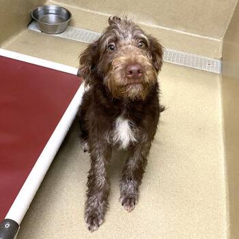 Preacher -  Aussiedoodle and Poodle Dog for Adoption in Monroe, Georgia - Preacher | PetCurious
