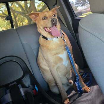 Labrador Retriever Dogs Available for Adoption - Ginger | PetCurious