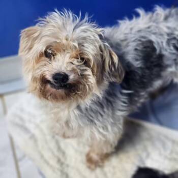 Ginger -  Maltese and Yorkshire Terrier Dog for Adoption in Walnutport, Pennsylvania - Ginger | PetCurious