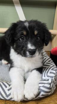Australian Shepherd Dogs Available for Adoption - Jethro | PetCurious