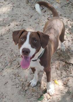 Rescue Labrador Retriever and Mixed Breed Dogs for Adoption in Spartanburg, South Carolina - Hershey | PetCurious