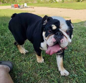 Billy -  English Bulldog Dog for Adoption in Mcallen, Texas - Billy | PetCurious