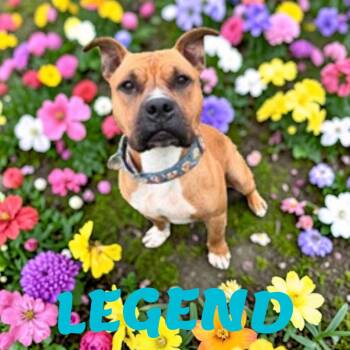 Legend -  American Staffordshire Terrier Dog for Adoption in Taunton, Massachusetts - Legend | PetCurious