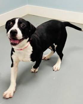 MC -  Mixed Breed Dog for Adoption in Hawk Point, Missouri - MC | PetCurious
