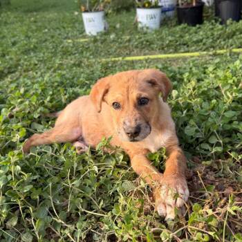 Wyatt -  Mixed Breed Dog for Adoption in Monticello, Iowa - Wyatt | PetCurious