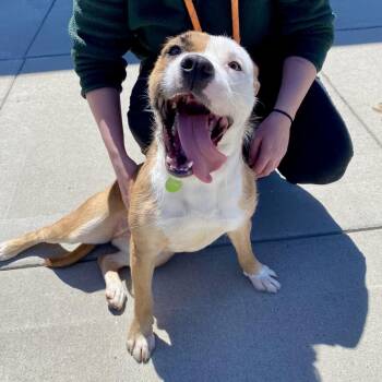 Mixed Breed Dogs Available for Adoption in Cheyenne, Wyoming - Jada | PetCurious