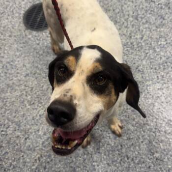 Hound and Mixed Breed Dogs Available for Adoption in Greenville, South Carolina - Wallace/Ranger | PetCurious