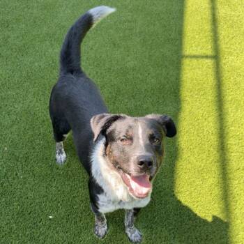 Jax -  Australian Cattle Dog Blue Heeler Dog for Adoption in Hillsboro, Missouri - Jax | PetCurious