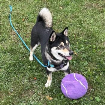 Shiba Inu and Mixed Breed Dogs Available for Adoption in New York, New York - Nami | PetCurious