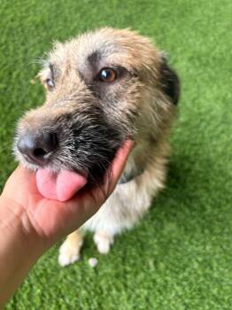 Mixed Breed Dogs Available for Adoption in New York, New York - Peter Pan | PetCurious