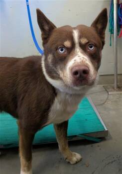 Rescue Australian Cattle Dog Blue Heeler and Siberian Husky Dogs for Adoption in Camarillo, California - A871102 | PetCurious