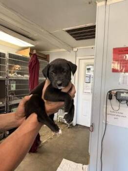 Munster -  Mixed Breed Dog for Adoption in Georgetown, South Carolina - Munster | PetCurious
