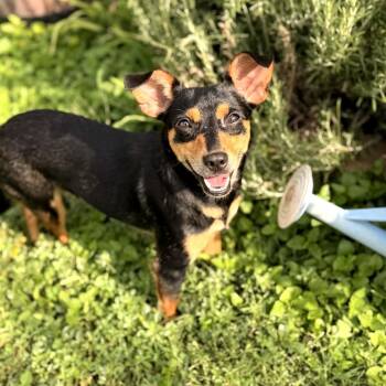 Sassy -  Chihuahua Dog for Adoption in Williston, Vermont - Sassy | PetCurious