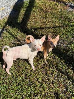 Casper -  Chihuahua Dog for Adoption in Lovingston, Virginia - Casper | PetCurious