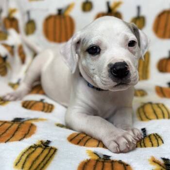 Rescue Labrador Retriever Dogs for Adoption in St. Peters, Missouri - Ethan Allen | PetCurious
