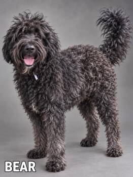 Bear -  Labradoodle Dog for Adoption in Lucas, Texas - Bear | PetCurious