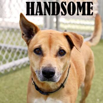 German Shepherd Dog and Mixed Breed Dogs Available for Adoption in Mooresville, North Carolina - Handsome | PetCurious