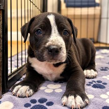 Jon Bone Jovi -  American Bulldog and Catahoula Leopard Dog Dog for Adoption in Cartersville, Georgia - Jon Bone Jovi | PetCurious