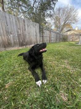 Shane -  Labrador Retriever Dog for Adoption in The Woodlands, Texas - Shane | PetCurious