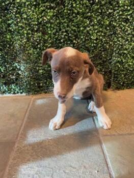 Mixed Breed Dogs Available for Adoption - 60638930 | PetCurious