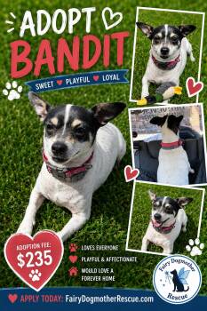 Bandit -  Chihuahua Dog for Adoption in Yukon, Oklahoma - Bandit | PetCurious