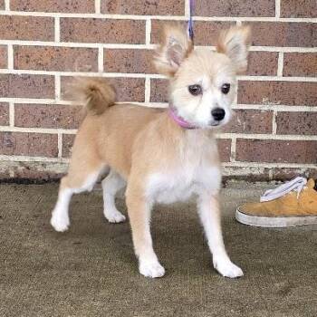 Buffy -  Pomeranian Dog for Adoption in Waterloo, Iowa - Buffy | PetCurious
