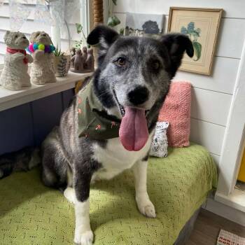 Mixed Breed Dogs Available for Adoption in East Peoria, Illinois - Audrey | PetCurious