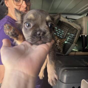 Henri -  French Bulldog Dog for Adoption in Northbrook, Illinois - Henri | PetCurious
