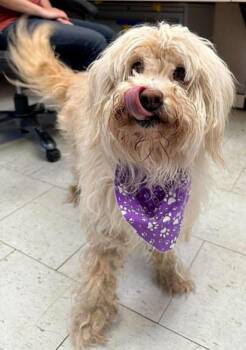 Labradoodle Dogs Available for Adoption in Rathdrum, Idaho - Ziggy | PetCurious