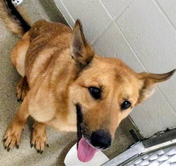 ERID -  German Shepherd Dog Dog for Adoption in St. Louis, Missouri - ERID | PetCurious