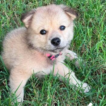 Janis -  Golden Retriever and German Shepherd Dog Dog for Adoption in Plainfield, Connecticut - Janis | PetCurious