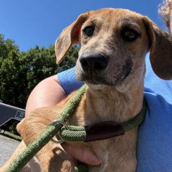 Han -  Catahoula Leopard Dog Dog for Adoption in Tulsa, Oklahoma - Han | PetCurious