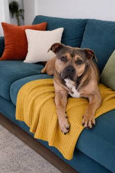 American Staffordshire Terrier Dogs Available for Adoption - Hershey | PetCurious