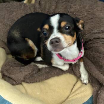 Coco Chanel -  Chihuahua Dog for Adoption in South Elgin, Illinois - Coco Chanel | PetCurious