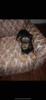 Rescue Dachshund Dogs for Adoption in Cookeville, Tennessee - Ruger | PetCurious