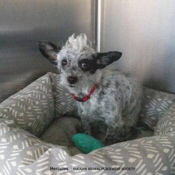 Toy Fox Terrier and Chihuahua Dogs Available for Adoption - Hercules | PetCurious