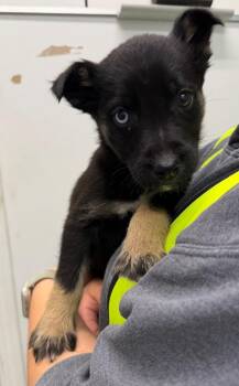 Arcteryx -  Shepherd and Husky Dog for Adoption in Yellowknife, Northwest Territories - Arcteryx | PetCurious