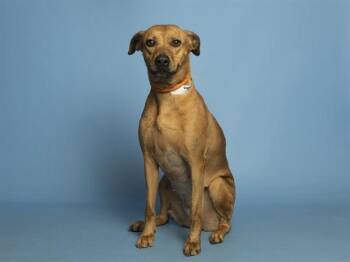 Pit Bull Terrier and Mixed Breed Dogs Available for Adoption in Phoenix, Arizona - TEMMIE | PetCurious
