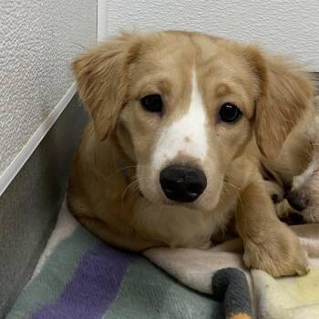 Mixed Breed and Terrier Dogs Available for Adoption in Westminster, California - WAGS-Stray-21509_2_3_4_5_6_7 | PetCurious