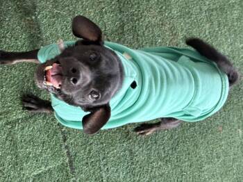 Rescue Chihuahua Dogs for Adoption in Modesto, California - Tallmock | PetCurious