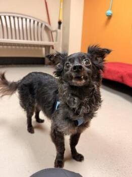 Sukie -  Mixed Breed Dog for Adoption in Bellingham, Washington - Sukie | PetCurious