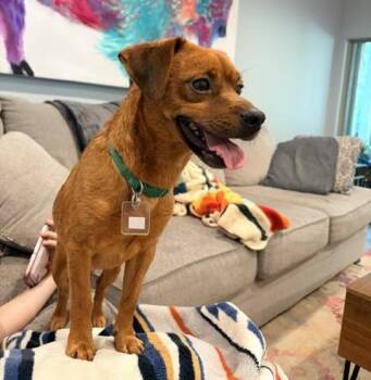Bic -  Terrier Dog for Adoption in Tulsa, Oklahoma - Bic | PetCurious