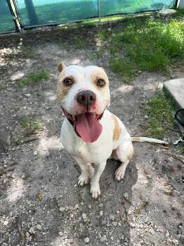 Snow -  Terrier and Mixed Breed Dog for Adoption in North Miami Beach, Florida - Snow | PetCurious