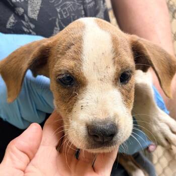 Toffee -  Labrador Retriever and Mixed Breed Dog for Adoption in Palestine, Texas - Toffee | PetCurious