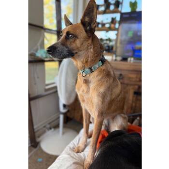 Harvey -  Australian Cattle Dog Blue Heeler Dog for Adoption in Minneapolis, Minnesota - Harvey | PetCurious