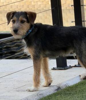 Terrier Dogs Available for Adoption - Preston | PetCurious
