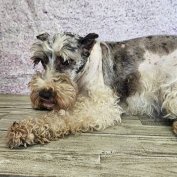 Pam -  Miniature Schnauzer Dog for Adoption in Normal, Illinois - Pam | PetCurious