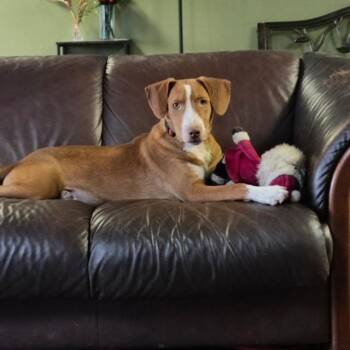 Winston -  Hound Dog for Adoption in Williston, Vermont - Winston | PetCurious