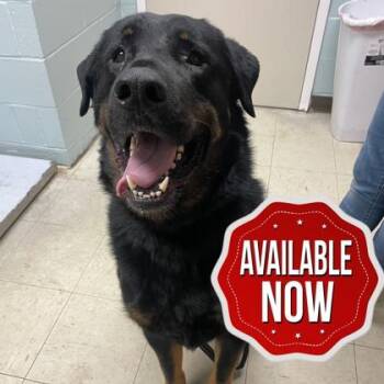 Mixed Breed Dogs Available for Adoption in Lowell, Massachusetts - Bear | PetCurious