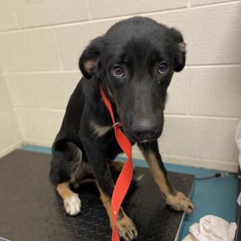 Rescue Mixed Breed Dogs for Adoption in Bartlett, Tennessee - Radar | PetCurious